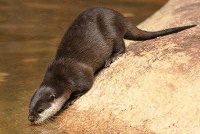 Otterly Amazing