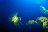 Jelly Fish 2