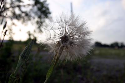 IMG_1085.jpg