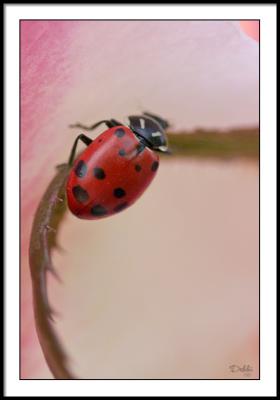 u16/cdrebel/medium/42146142.LadyBeetleFramed.jpg