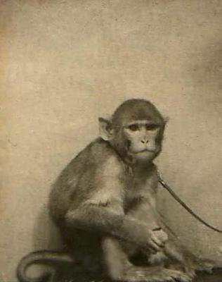 u16/cfi_aig/medium/42108296.monkeycor.jpg