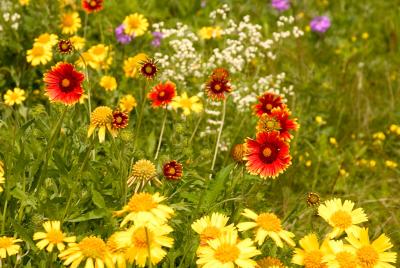wildflowers