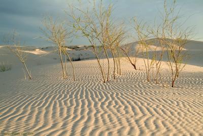 u16/cgra2/medium/42098396.EarlyMorningDunes.jpg