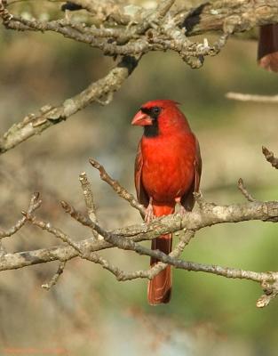 Red-Bird-1.jpg