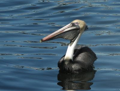 Pelican.jpg