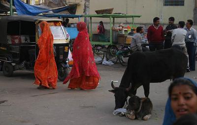 Udaipur Market scene .jpg
