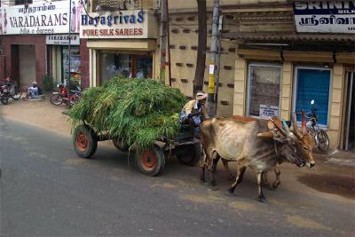 Bullock Cart in Chennai y.jpg