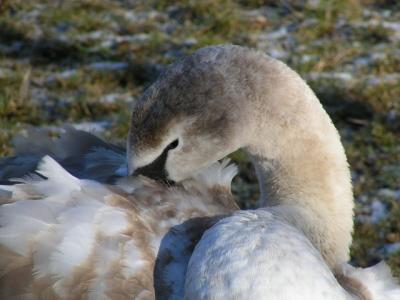 Young swan