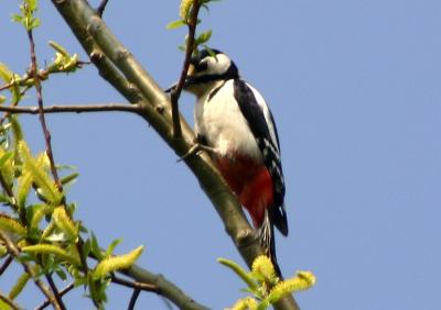 Great Spotted Woodpecker