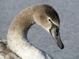 Swan close up
