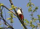 Great Spotted Woodpecker