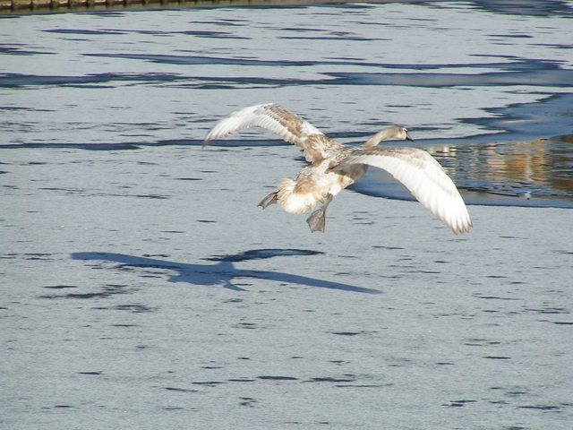 Swan landing