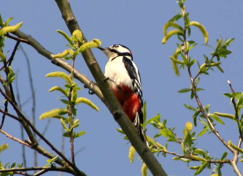 Great Spotted Woodpecker