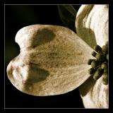 Dogwood<br>(04.13.05)