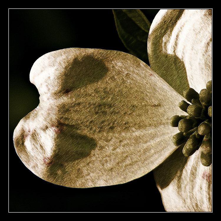 Dogwood<br>(04.13.05)