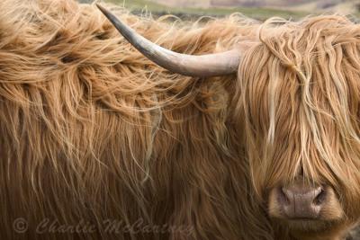 Highland Cow - DSC_2228.jpg