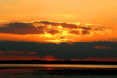 Gull Sunset