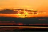 Gull Sunset