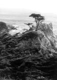 Lone Cypress - Pebble Beach