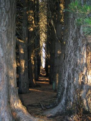 Two straight rows, Rotary Park, Dunedin