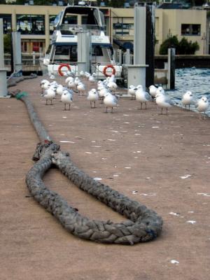 Where the seagulls gather