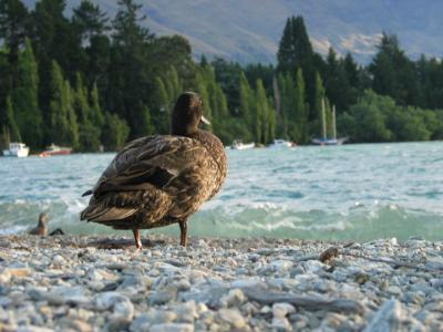 The duck shot