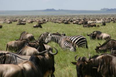 Wildebeest Migration