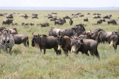 Wildebeest Migration