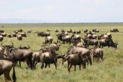 Wildebeest Migration