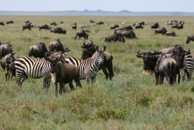 Wildebeest Migration