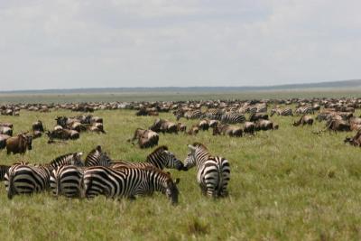 u16/chillmanafrica/medium/42096224.119_19012.jpg