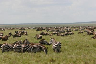 Wildebeest Migration