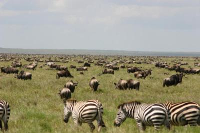 u16/chillmanafrica/medium/42096232.119_19042.jpg