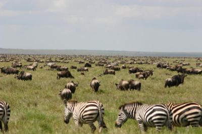 Wildebeest Migration