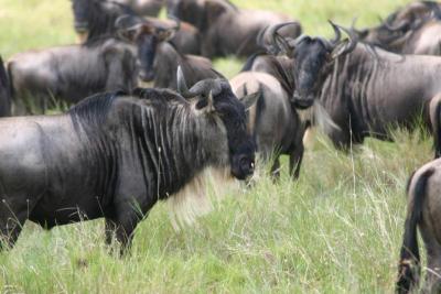 Wildebeest Migration