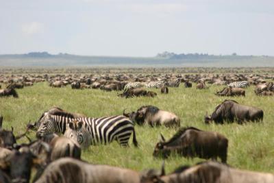 Wildebeest Migration