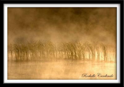 Reeds in Mist