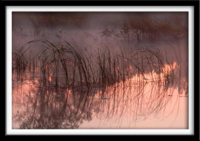 Reeds in Morning Light