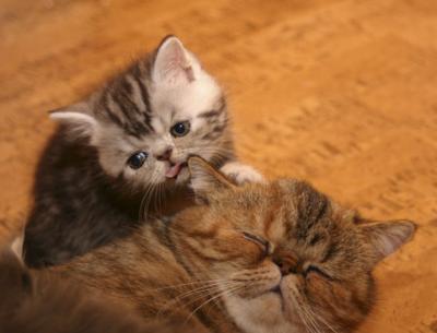 Puss mamma!