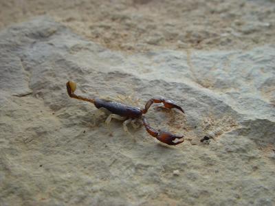 Insects