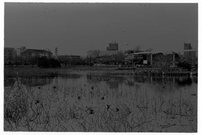 Ueno Park Too