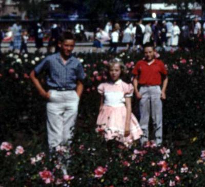 Field Of Roses