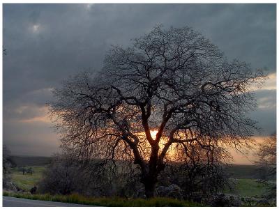 sundown-oak 1.jpg