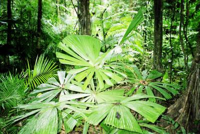 Indigenous circular palms