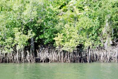 Mangroves -tree roots grow up to get air to trees