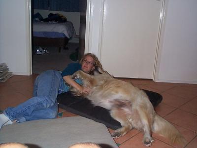 Large, hairy Golden Retriever friends