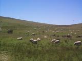 The scenery...sheep EVERYWHERE!
