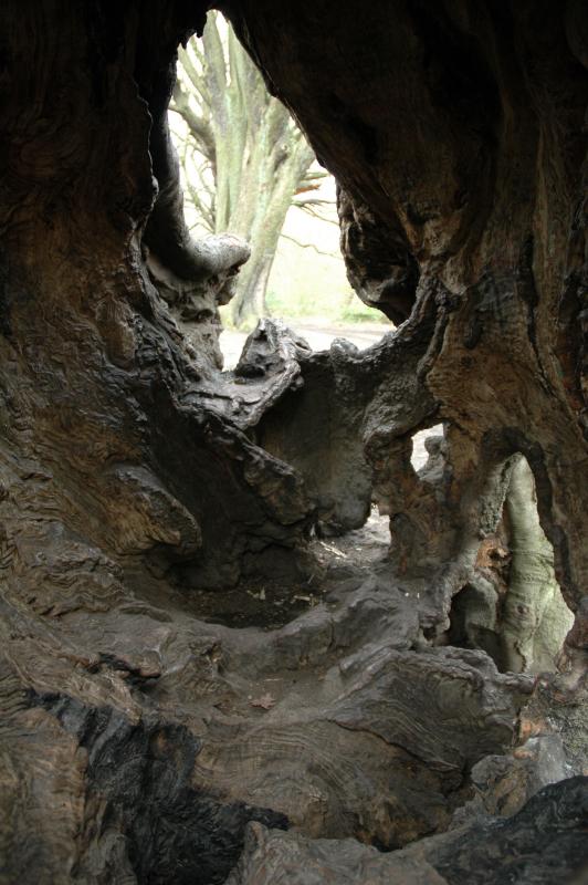 Inside the hollow tree