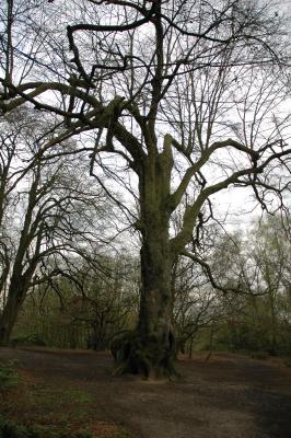 The hollow tree