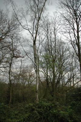A lonley beech
